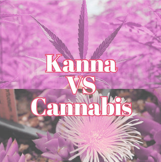 Kanna vs. Cannabis: Exploring the Benefits of Kanna-Derived Products For Stress Relief